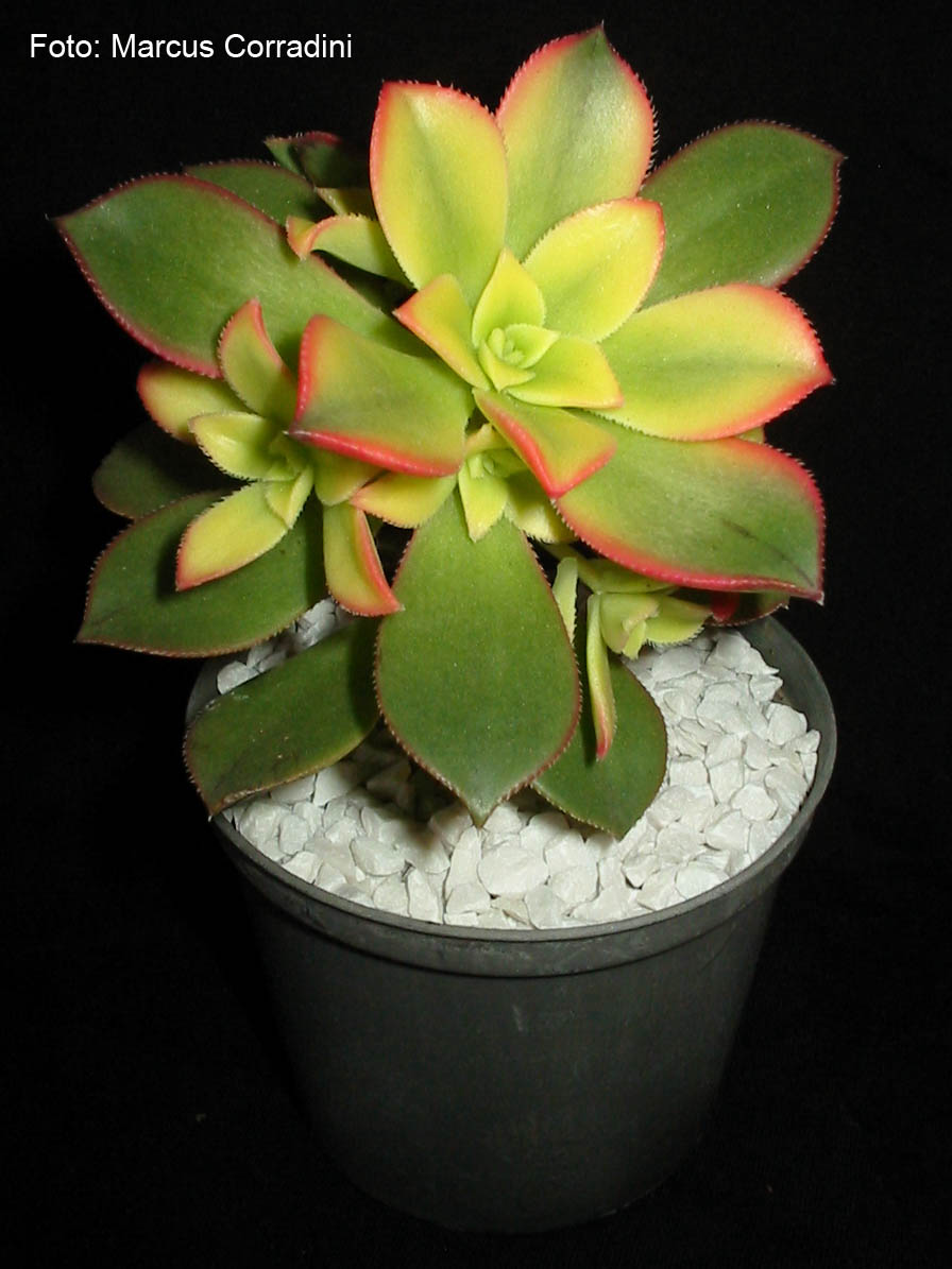 [Aeonium_haworthii_variegata_1.jpg]