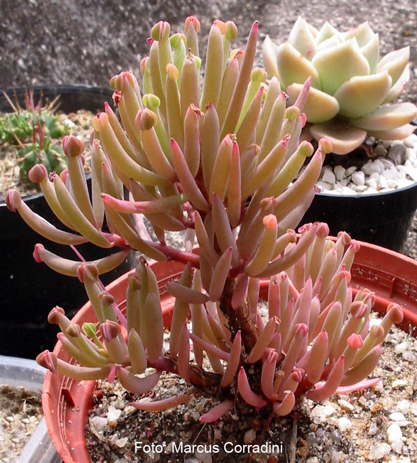 [oxalis_succulenta_002.jpg]