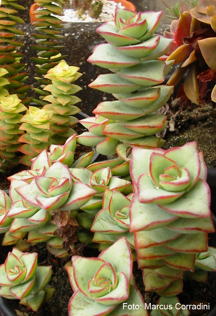 [Crassula_conjuncta_07.jpg]