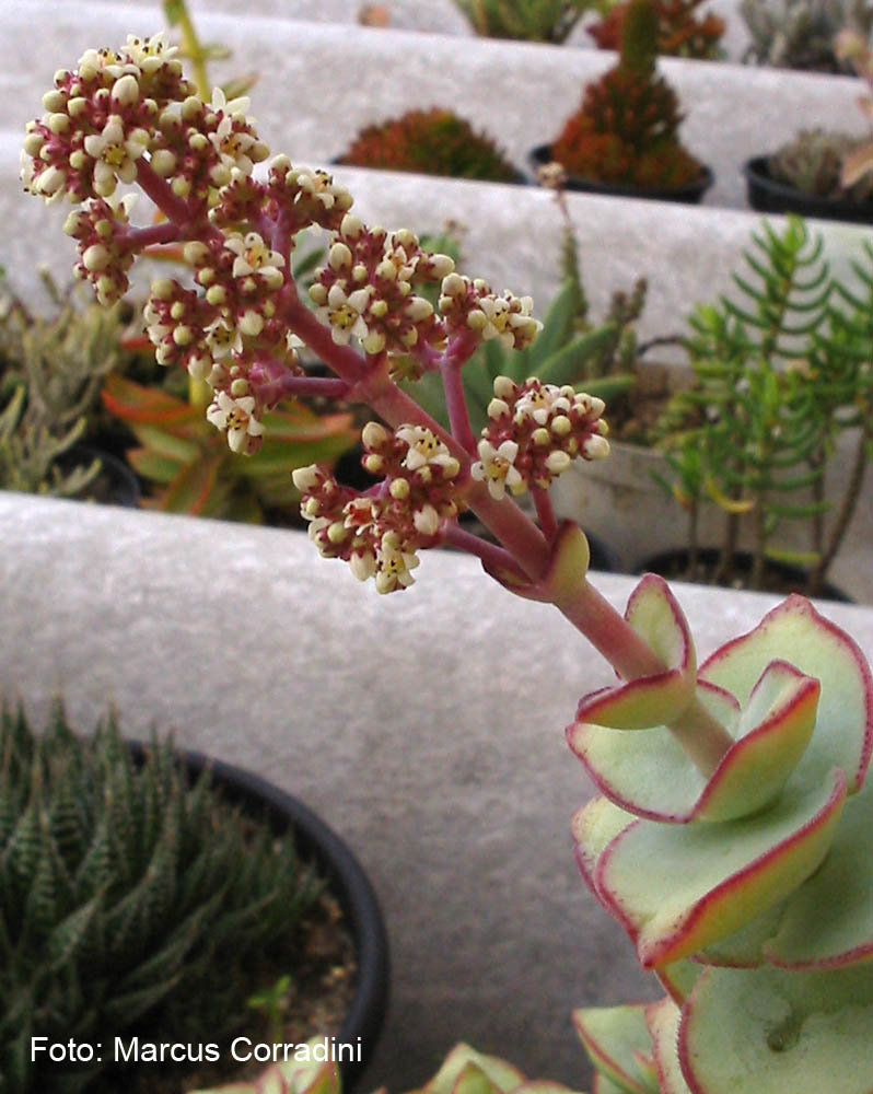 [Crassula_conjuncta_flor_2.jpg]