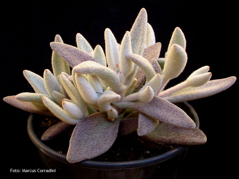 [Kalanchoe+eriophylla.jpg]
