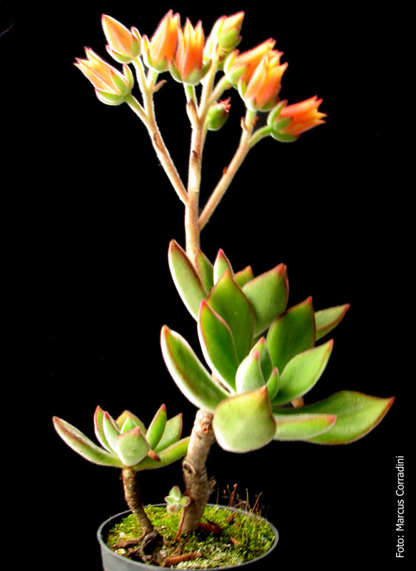 [Echeveria+harmsii+2.jpg]