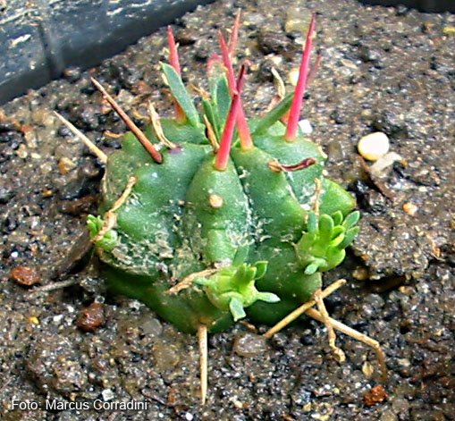 [Euphorbia_pulvinata3.jpg]