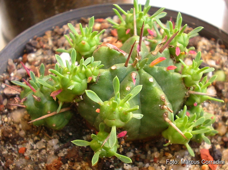 [Euphorbia_pulvinata4.jpg]