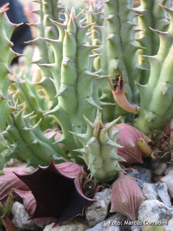 [Huernia+keniensis1.jpg]