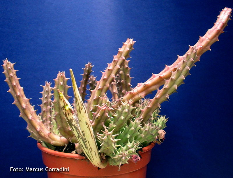 [Huernia+keniensis3.jpg]