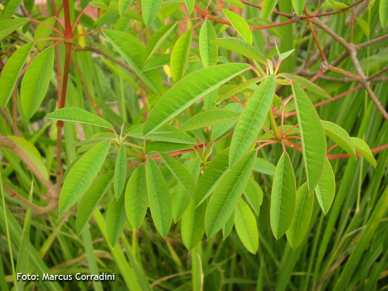 [Euphorbia_leucocephala_004.JPG]