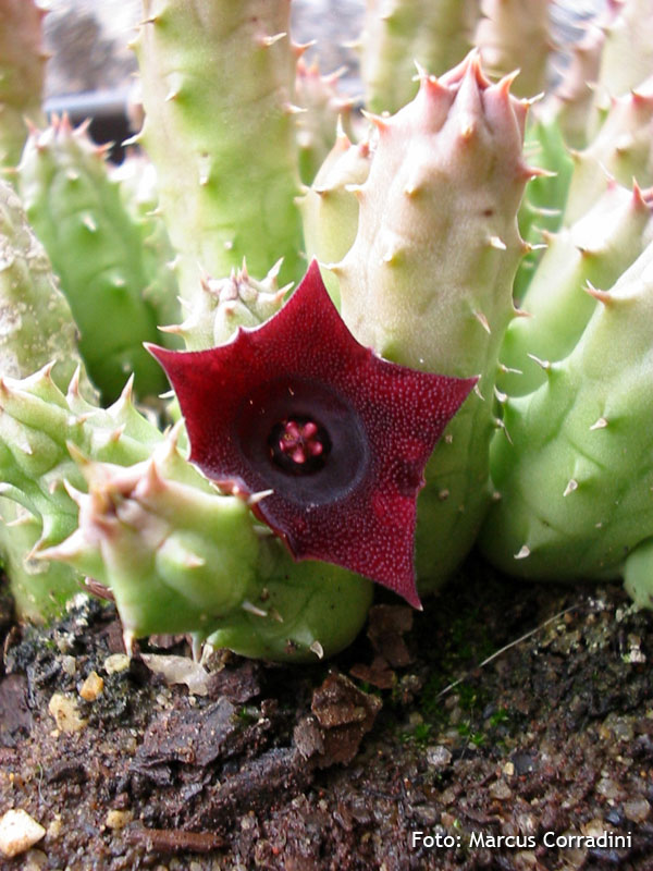 [Huernia+macrocarpa+1.jpg]