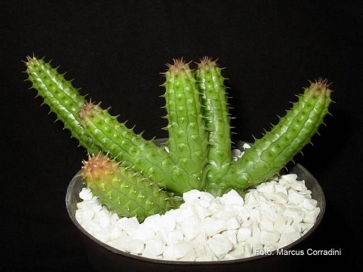 [Huernia+echidnopsioides+(1).jpg]