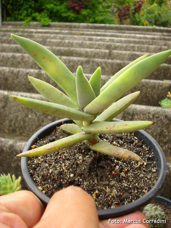 [crassula+falcata+(2).jpg]