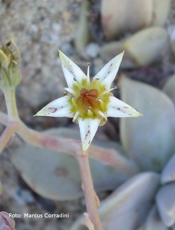 [Graptopetalum_paraguaiensis_002.jpg]
