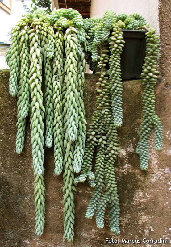 [Sedum+morganianum+(3).jpg]