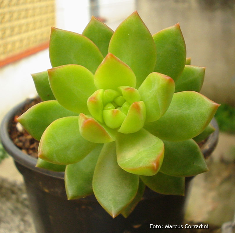 [Sedum+adolphii.jpg]