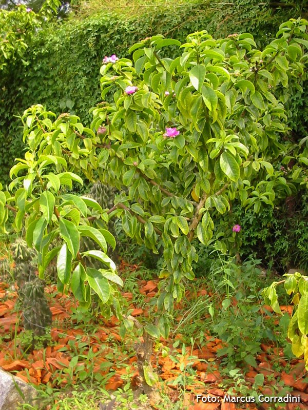 [Pereskia+grandiflora_+(22).JPG]