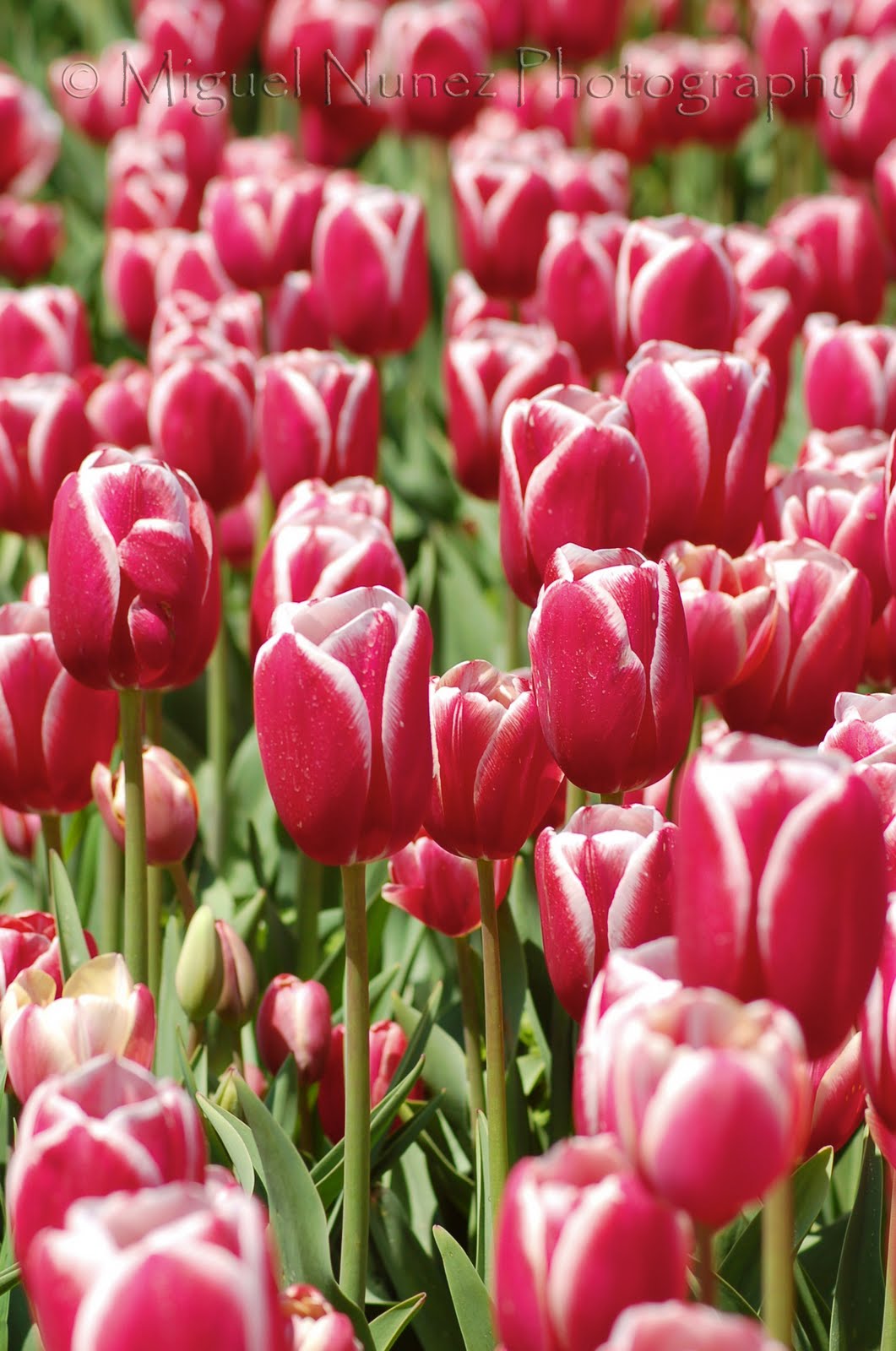 Tulipan niski white purissima Miguel Nuñez Photography: Tulips # 1 / Tulipanes # 1