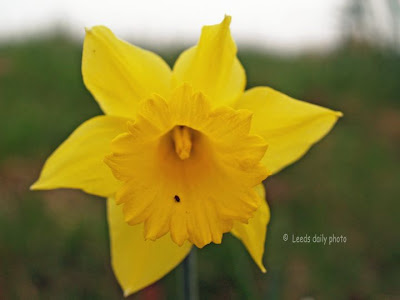 Daffodil%2BLeeds%2BRoundhay.jpg
