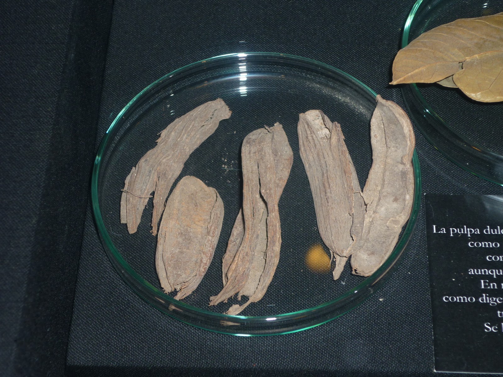 cuantos platos pudieron haber cocinado en caral?