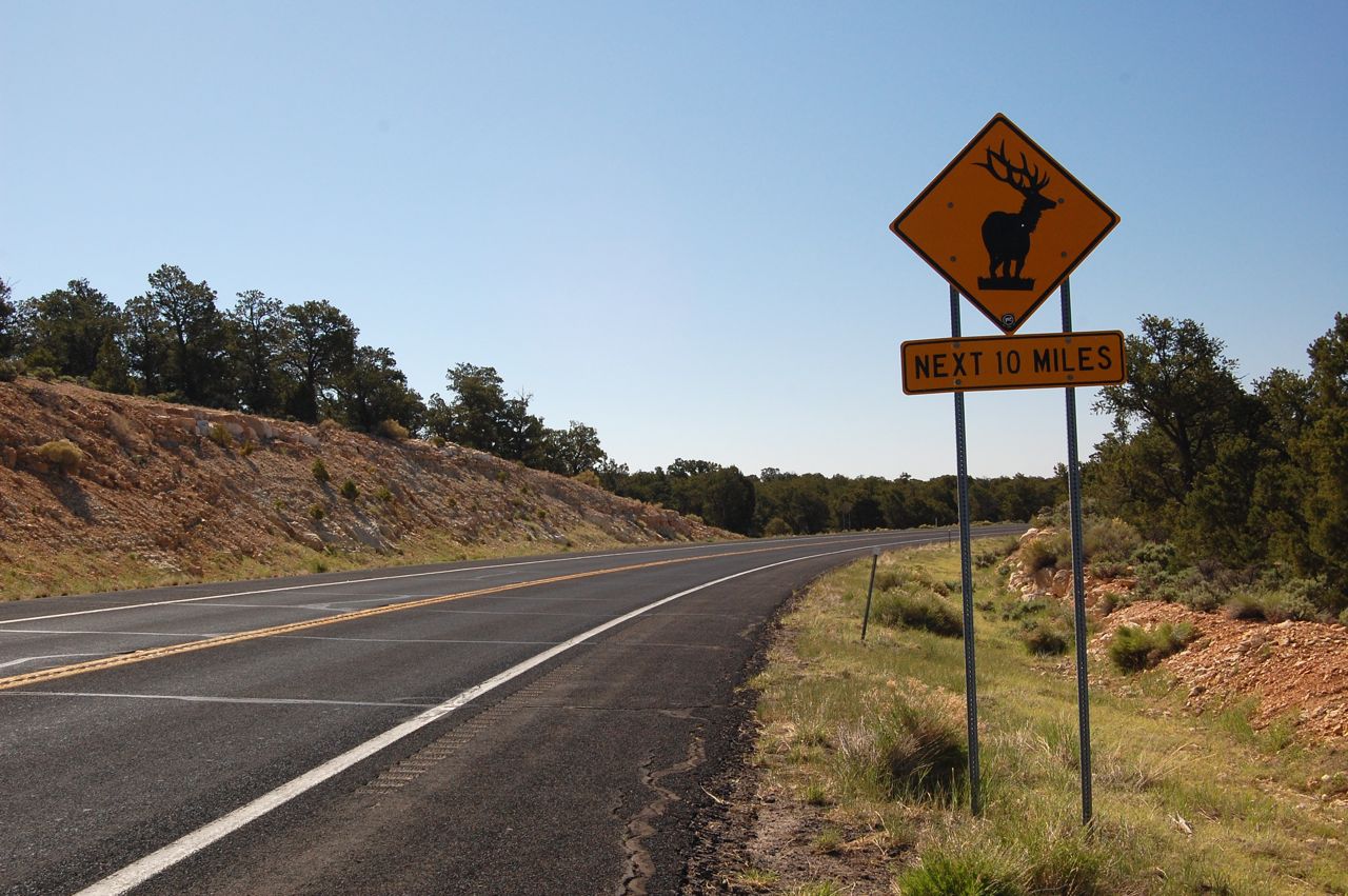 animals-on-the-road-deer-crossing
