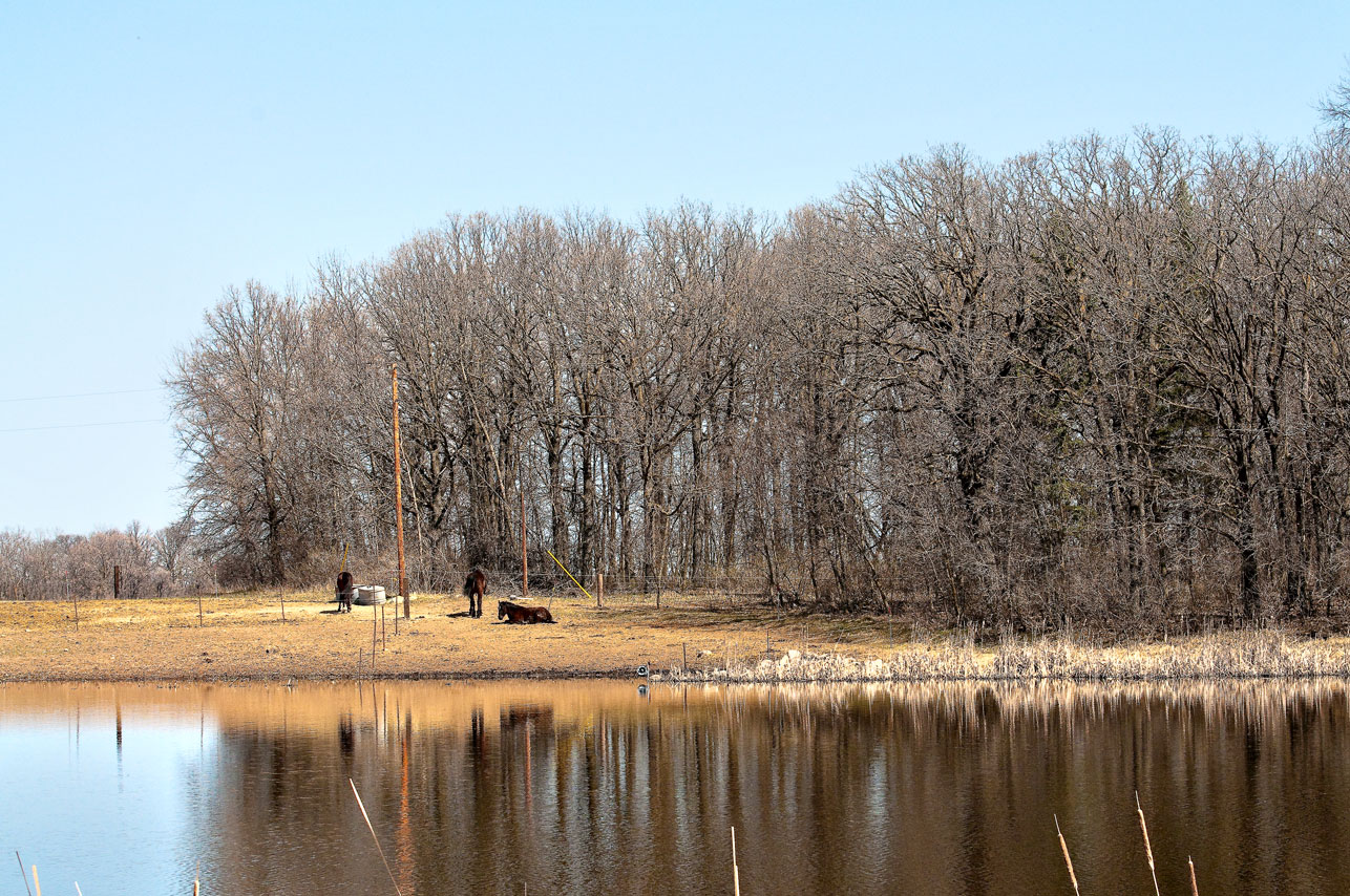 My Pixelated Oasis Road to Fertile, MN