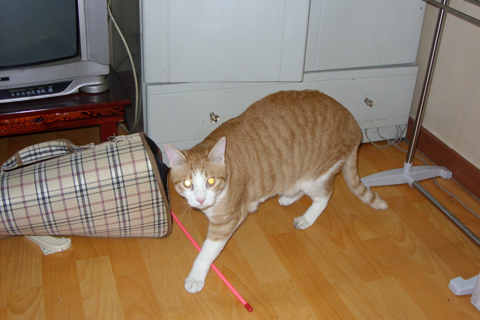 Kelsey in Korea Cat Fostering in Korea Nabiya Cat Shelter