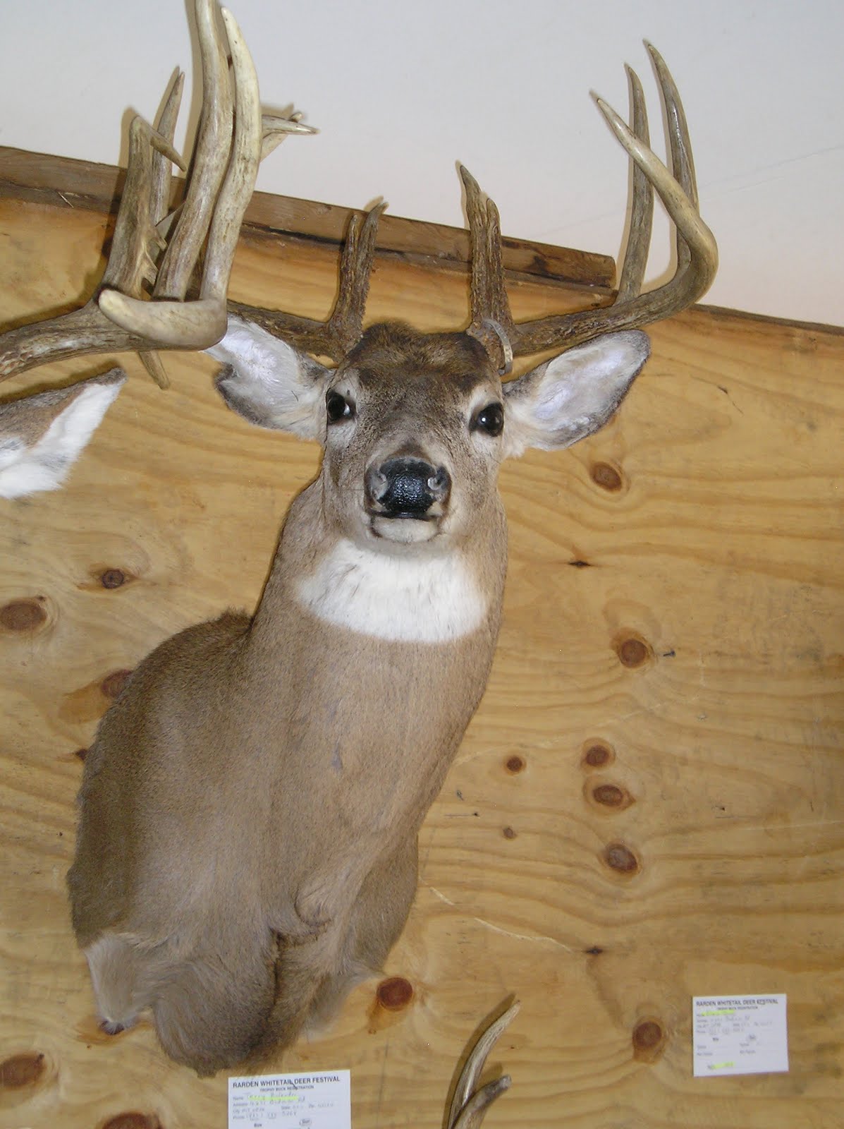 Rarden Whitetail Deer Festival Rarden, Ohio