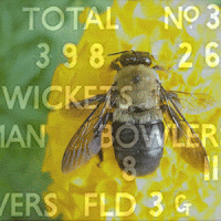 Cricket score-board with bee