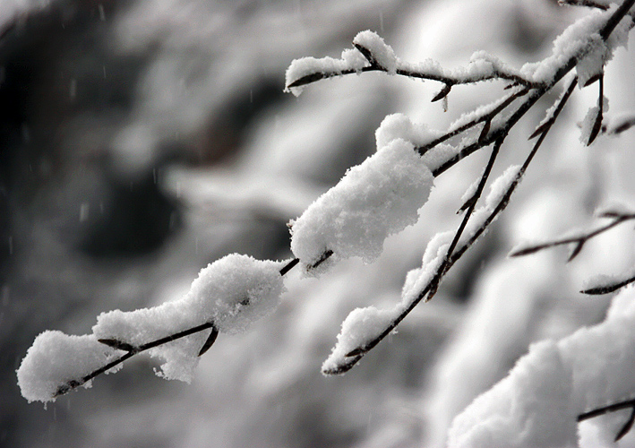 [snow_branch.jpg]