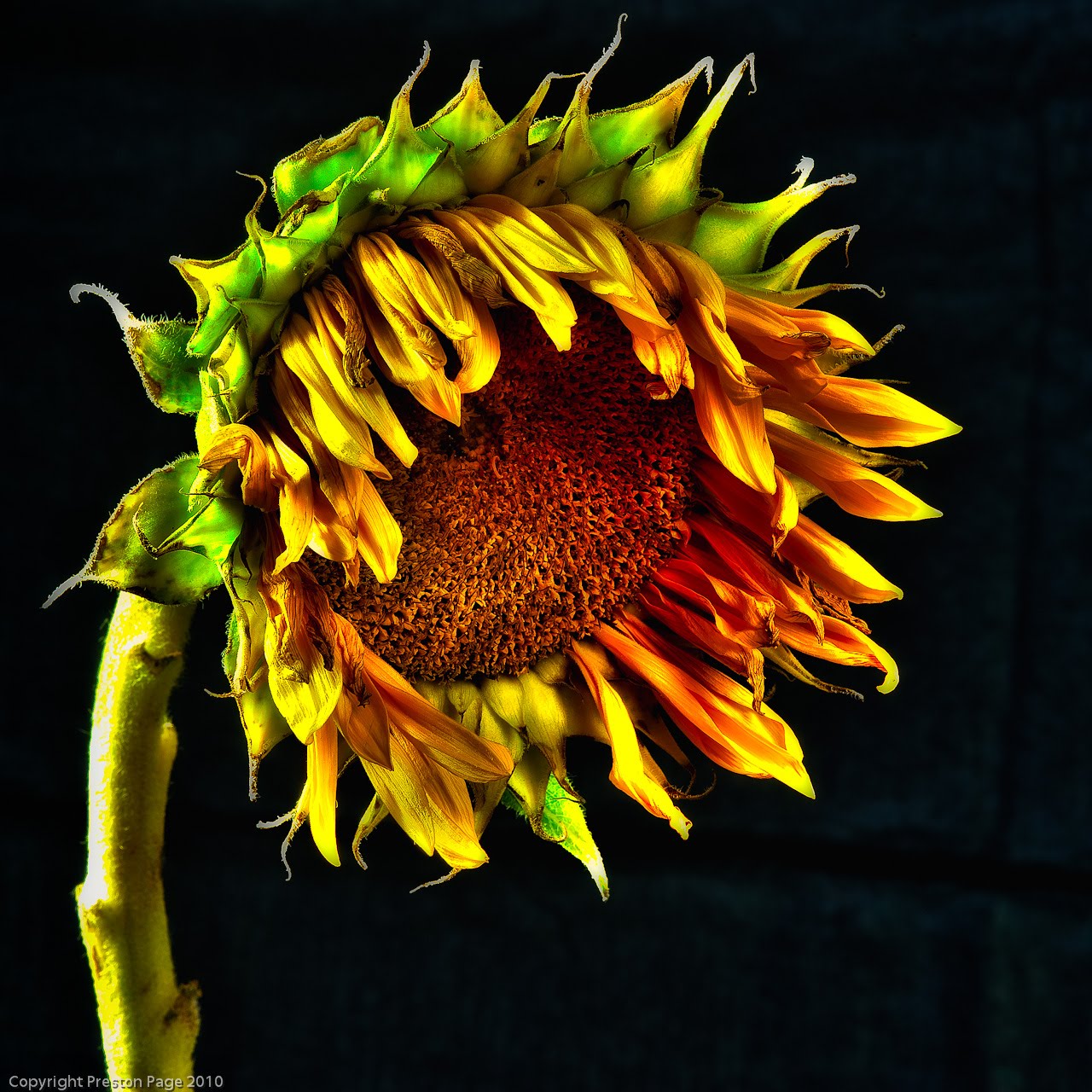 Scenes Of St Louis Dying Sunflower 14 Hdr Series