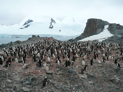 Chinstrap Penguin Colony, Livingston Island