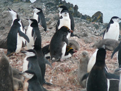 Rare Macaroni Penguins (Center), Hannah Point