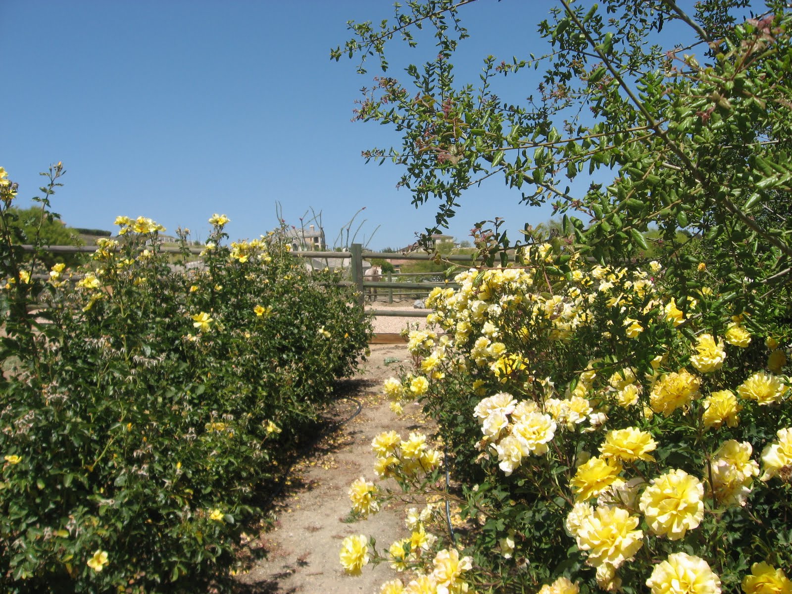Daily Temecula Off the Beaten Path Temecula's Rose Haven Heritage Garden