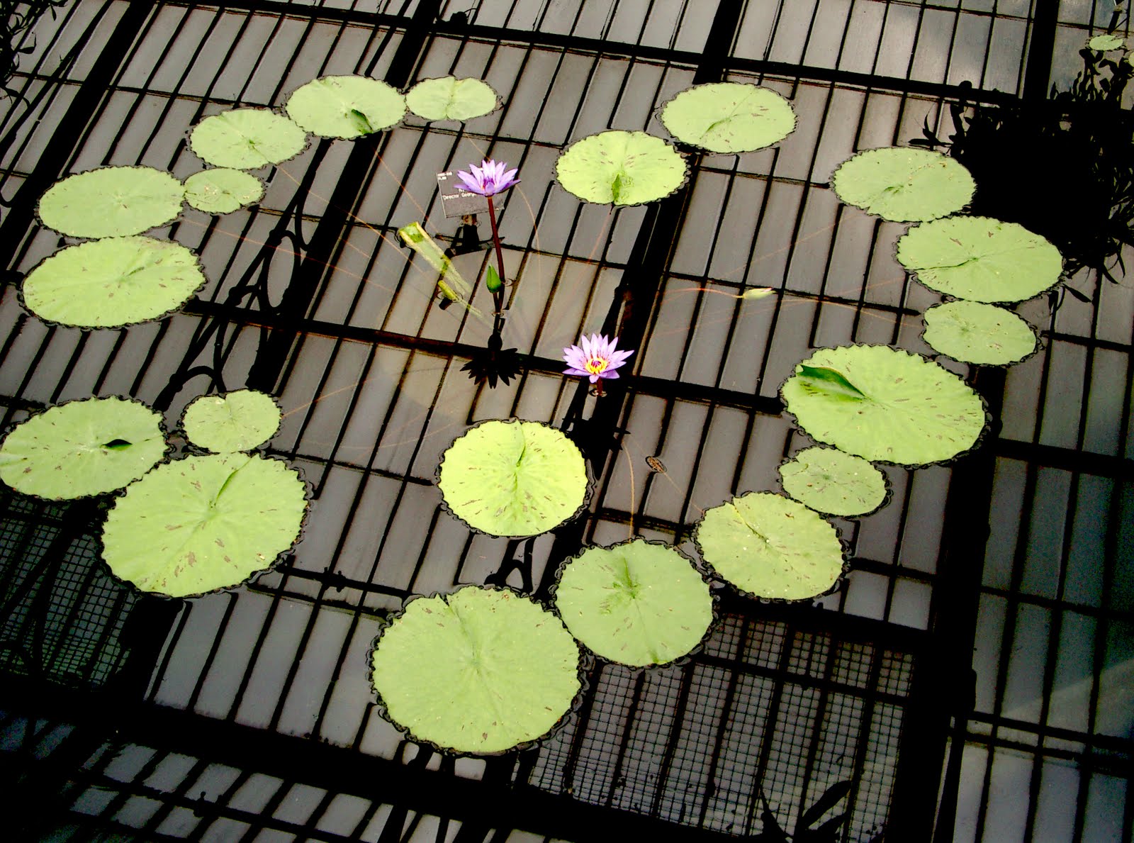 Maresía y el mar de leva: Fotografía: "Lotos. Kew Garden"