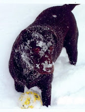 Snow Dog!