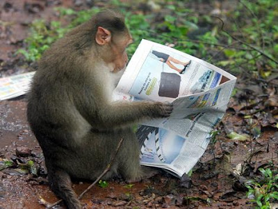 monkey reading newspaper in a city