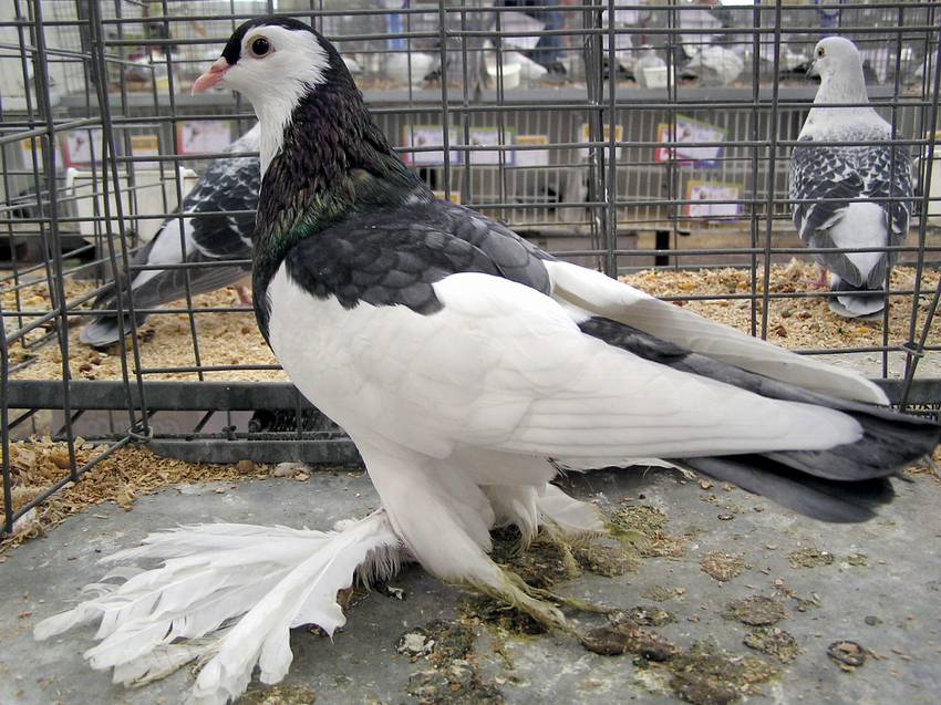 Australian Saddleback Tumbler Pigeon ENCYCLOPEDIA OF PIGEON BREEDS