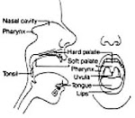 Diagram of the Mouth