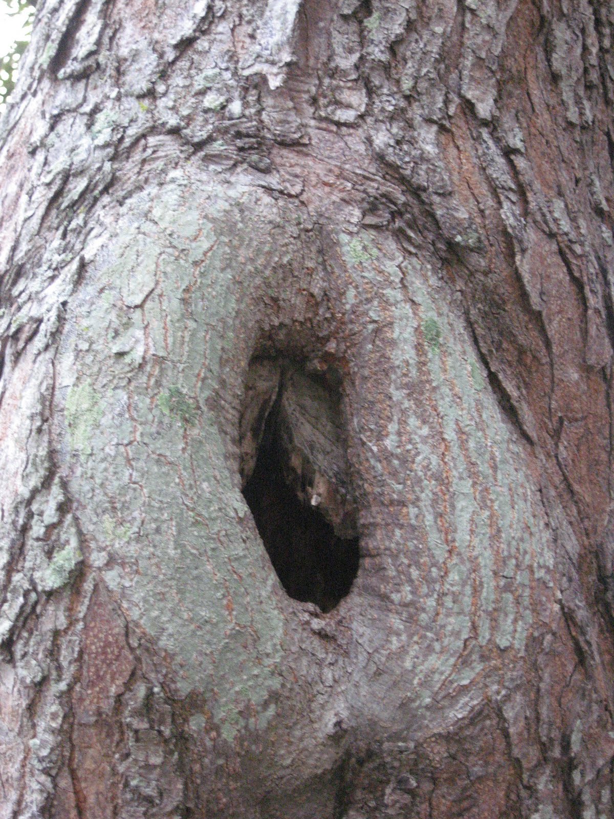 [Tree+Hole+by+Virginia+Knowles.JPG]