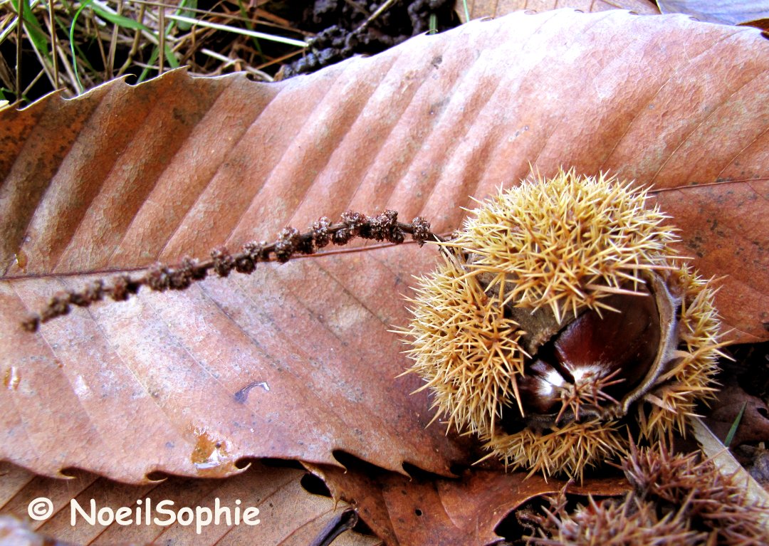 Le n'oeil de Sophie Fleur... de châtaigne