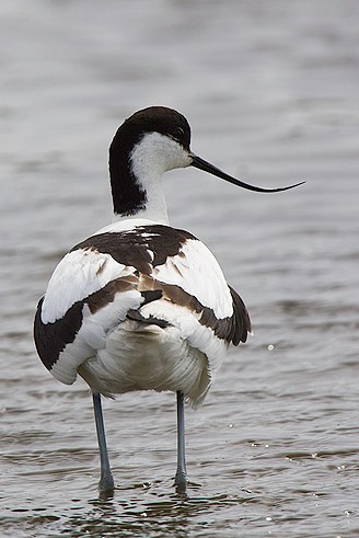 avocet bird birds