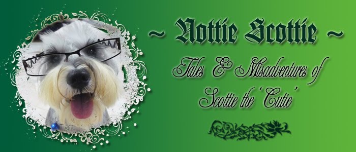 ~ Nottie Scottie ~
