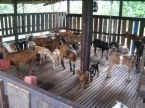 Hotel Kambing