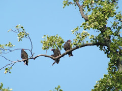 buzzards resting