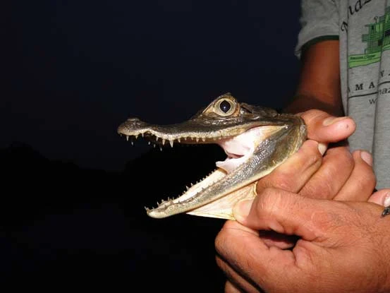 Focagem de jacares no Rio Negro, saiba como é o passeio noturno