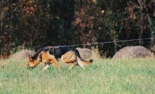 Bracken - A Great Dog