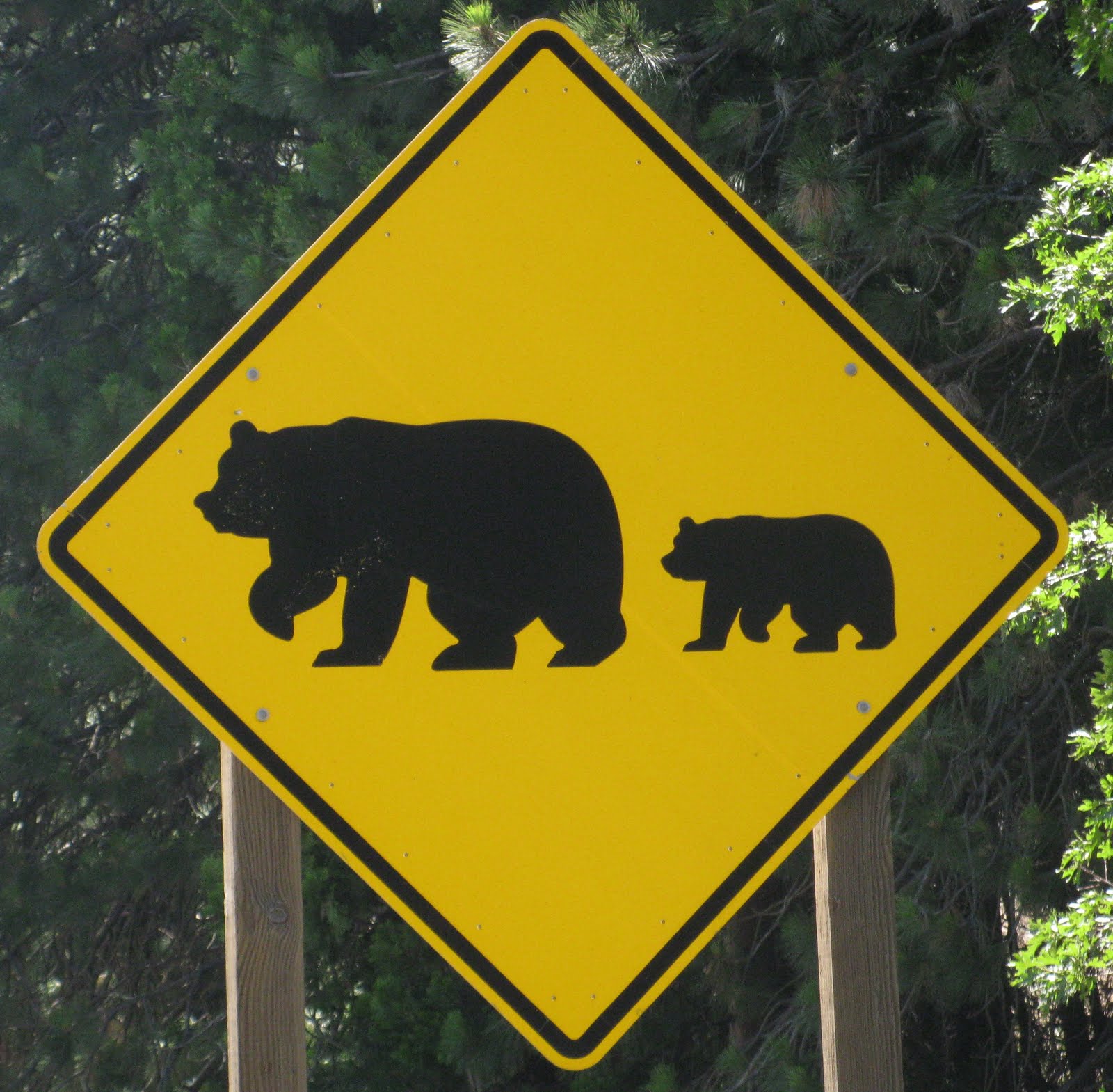 Sign For Bear _ British Sign Language Dictionary – UDNWIY