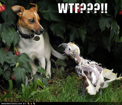 funny-dog-pictures-wtf.jpg