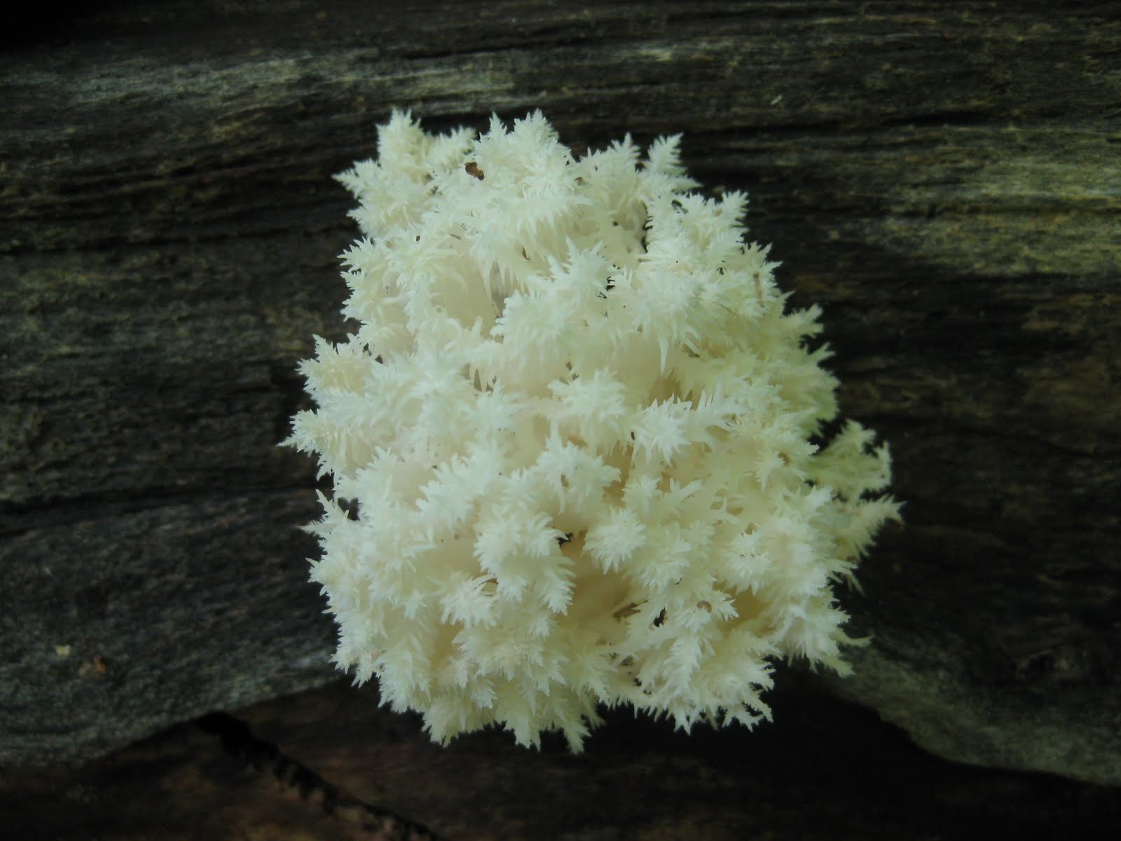 Celebrate Science: Take a Look: Fascinating Fungus