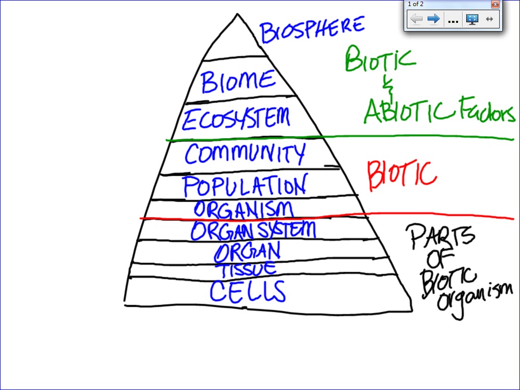 Organic Levels Of Organization