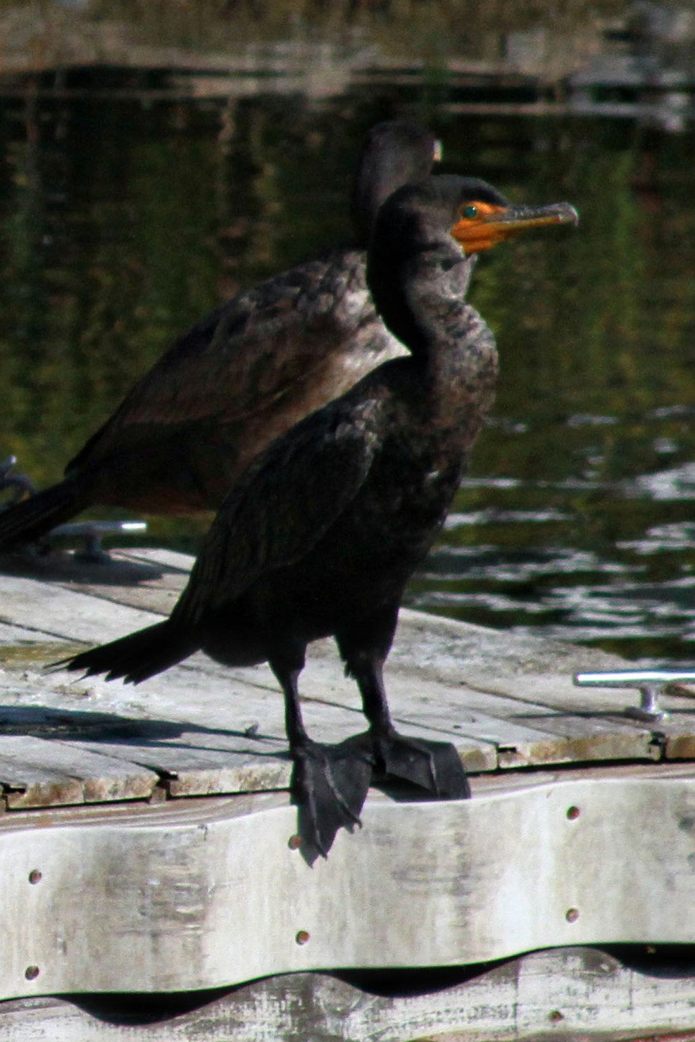 [Copy+of+IMG_6856.JPG]