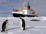 البيئة الثلجية أو الجليدية